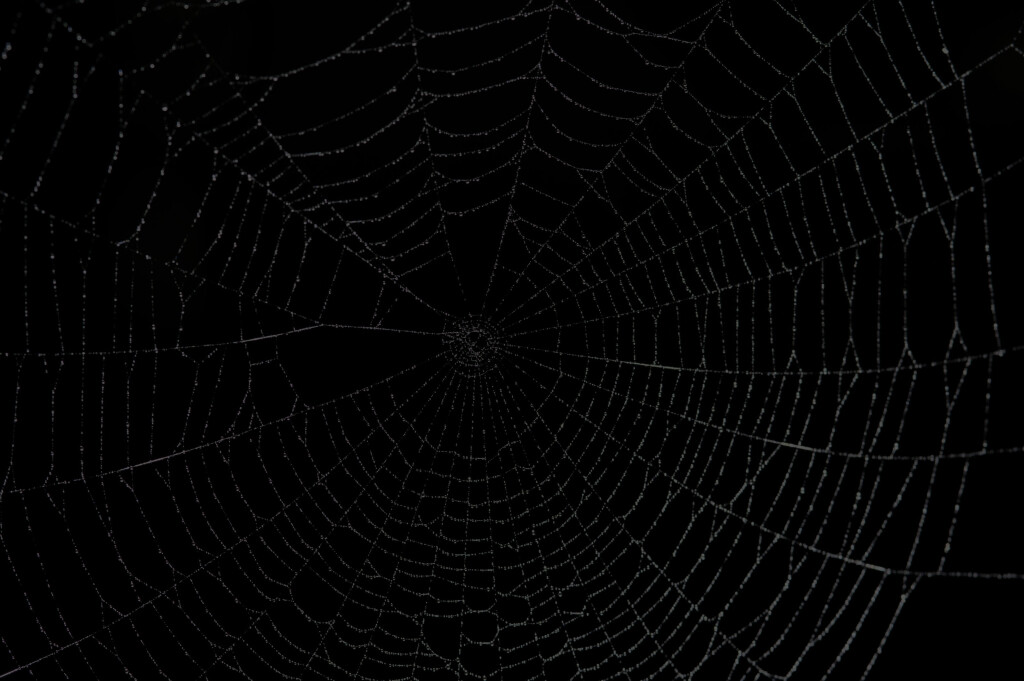 spider web