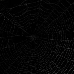 spider web