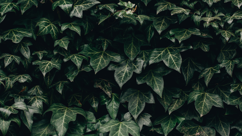 ivy