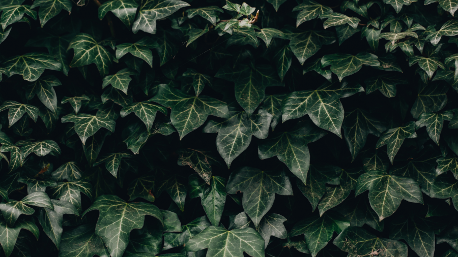 THE IVY EXODUS intelligence overview